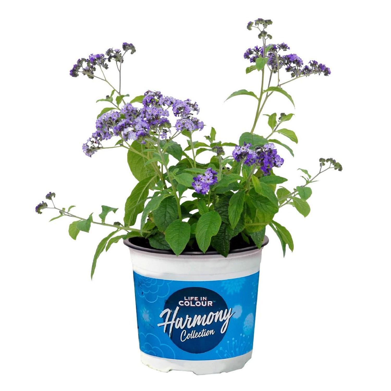 Heliotrope Cherry Pie
