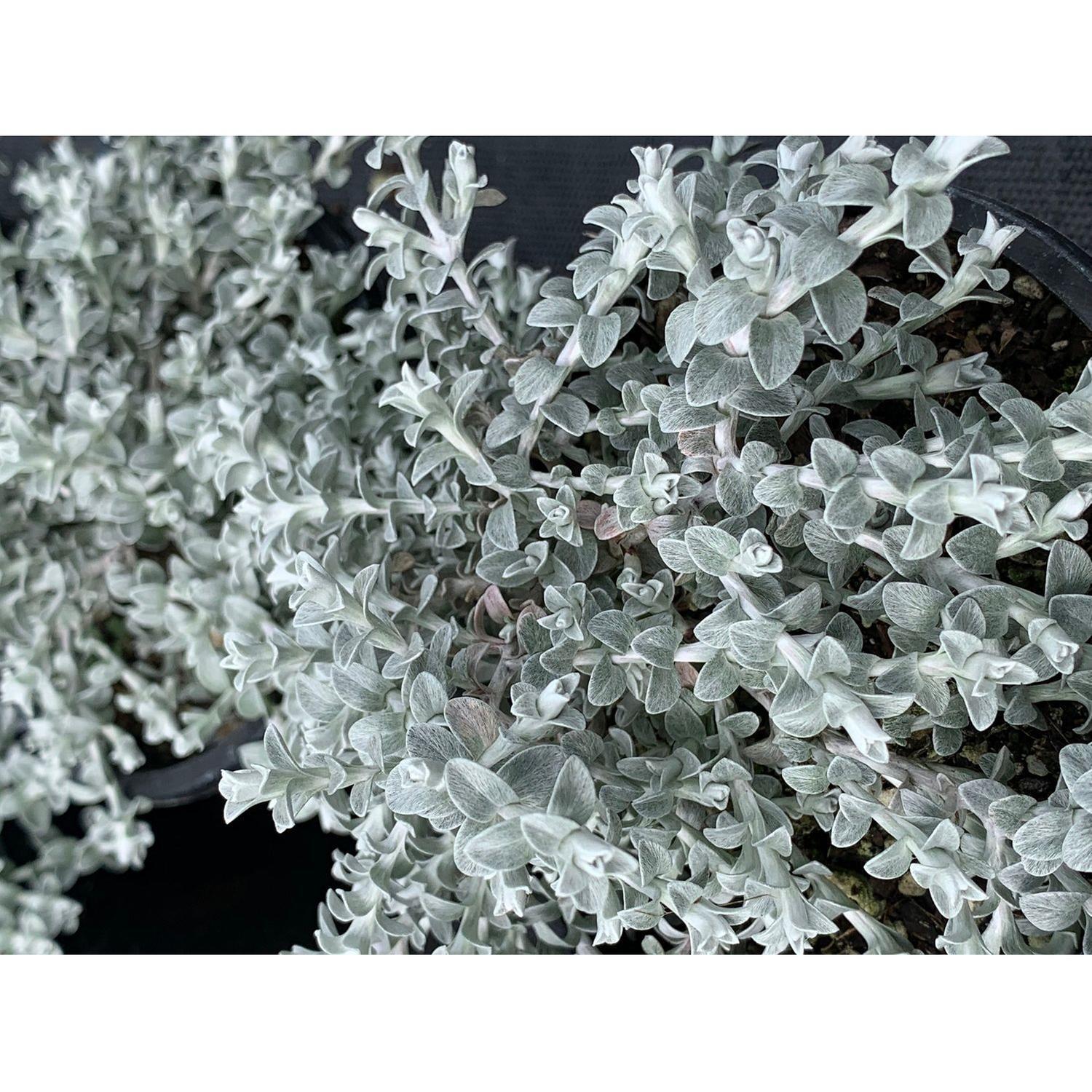 Helichrysum retortum