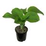 Hosta sieboldiana Elegans
