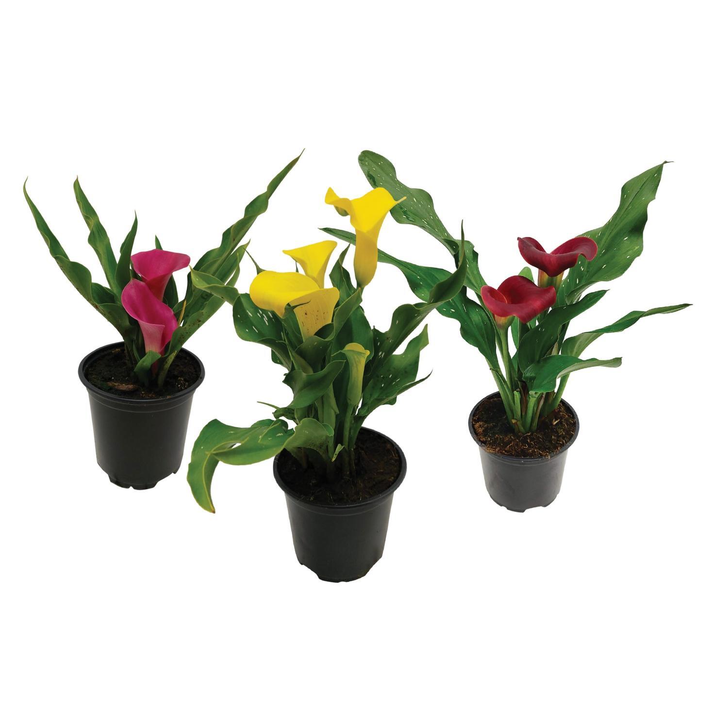 Calla Lily - Zantedeschia
