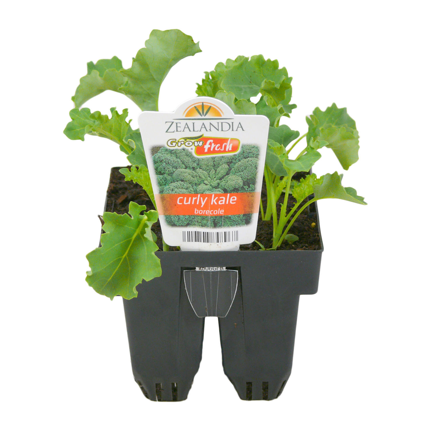 Curly Kale Borecole