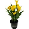 Zantedeschia