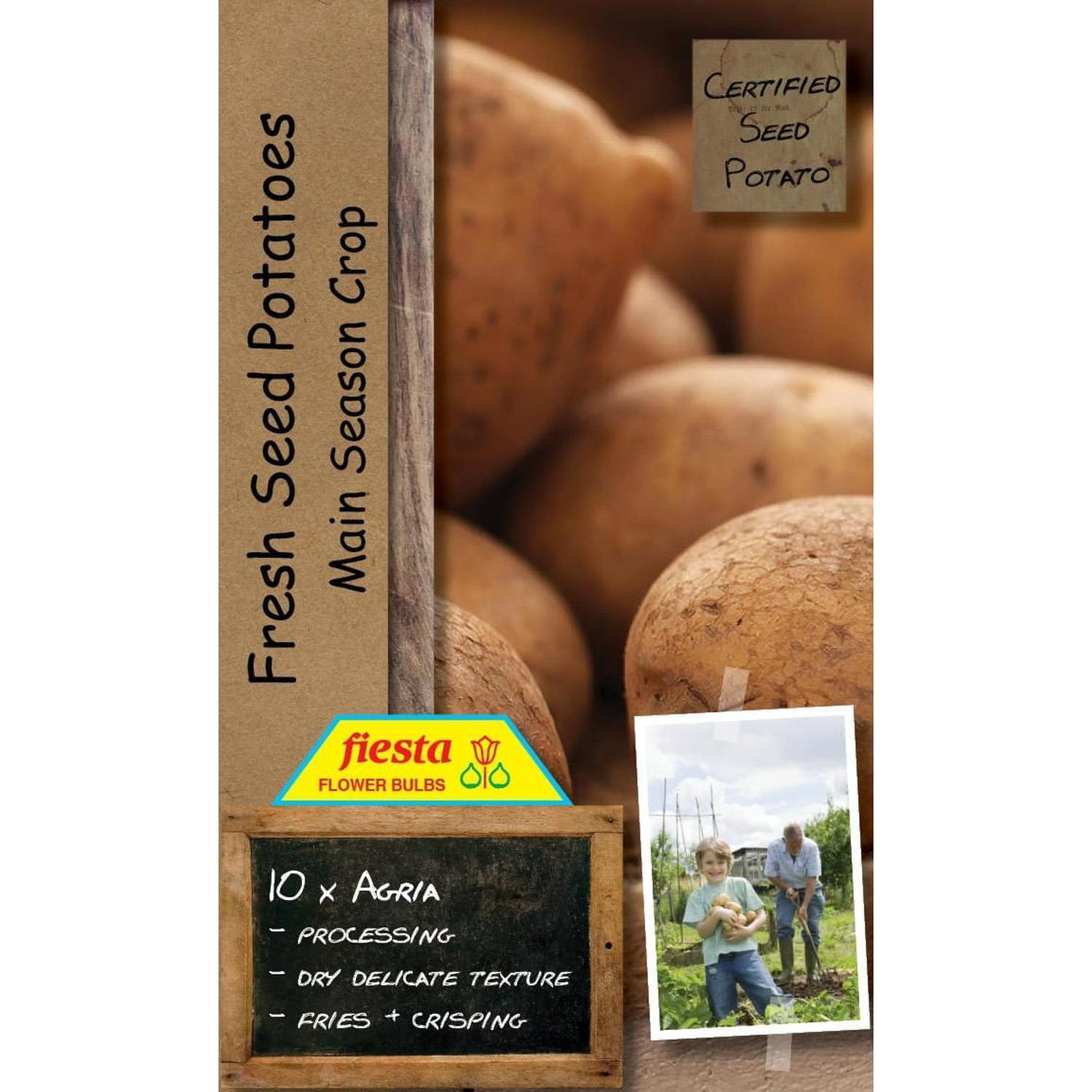 Seed Potato Agria 10 pack