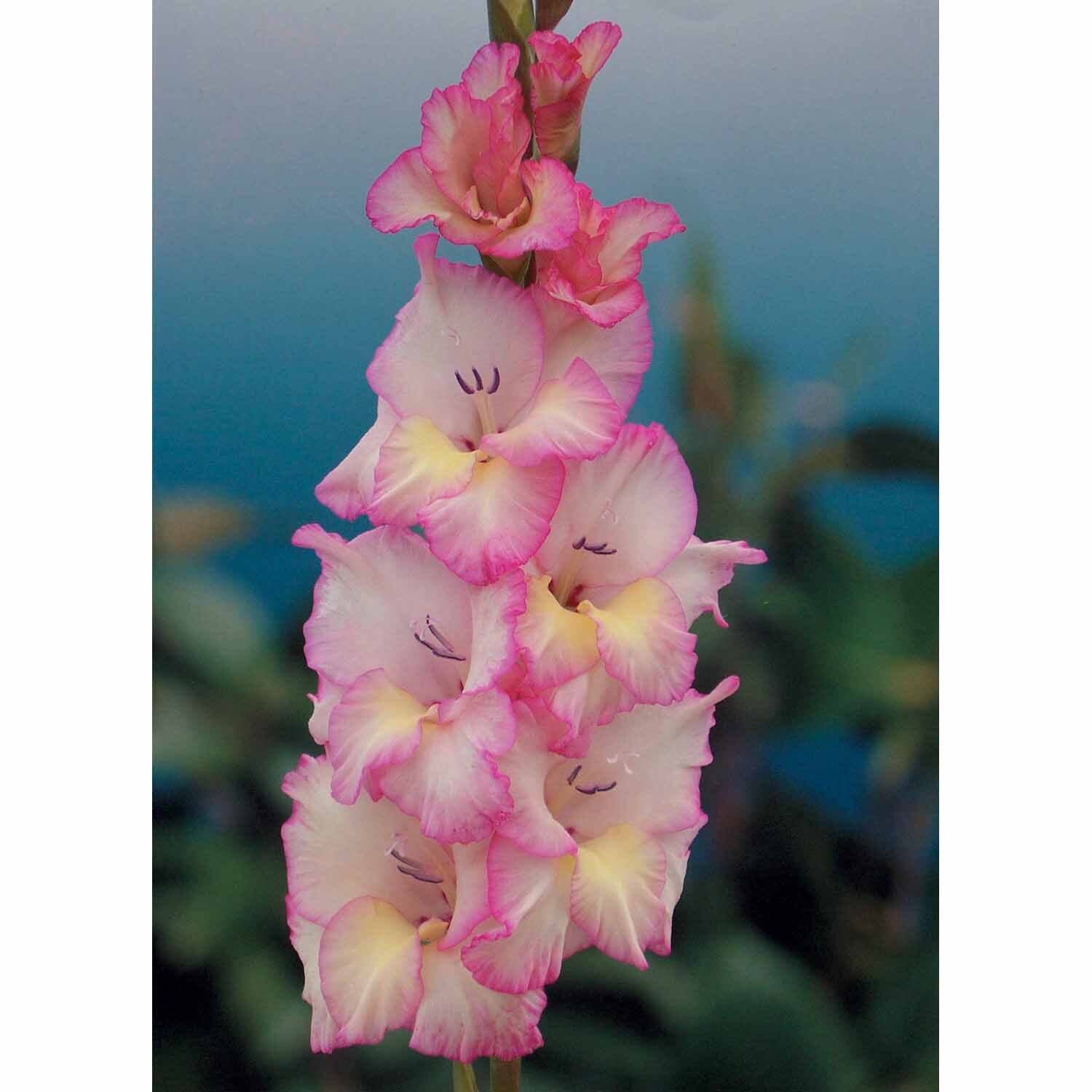 Gladioli 'Priscilla'