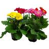 Indoor Gerbera