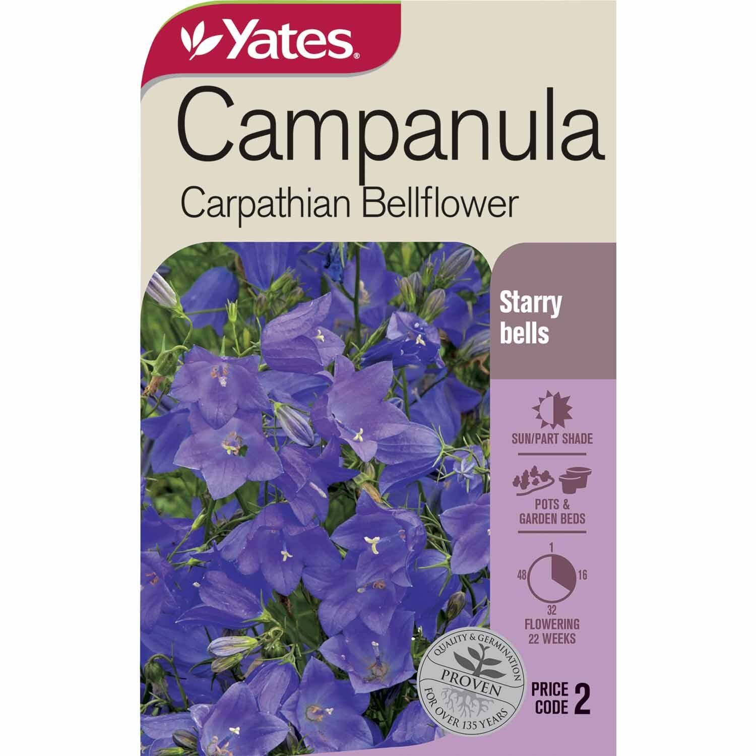Campanula Carpathian Bellflower