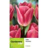Tulip Single Dynasty 5 pack