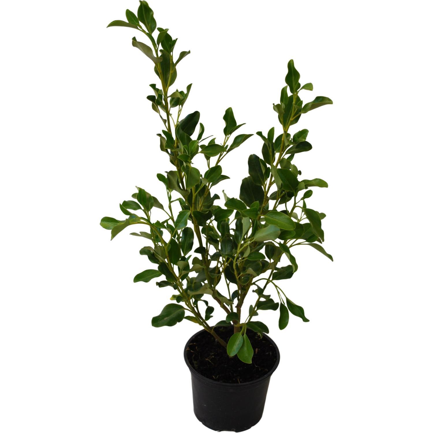 Griselinia Littoralis Broadway Mint