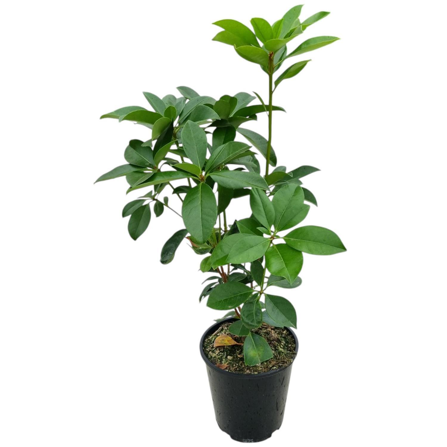Vireya Haloed Gold 3.3L
