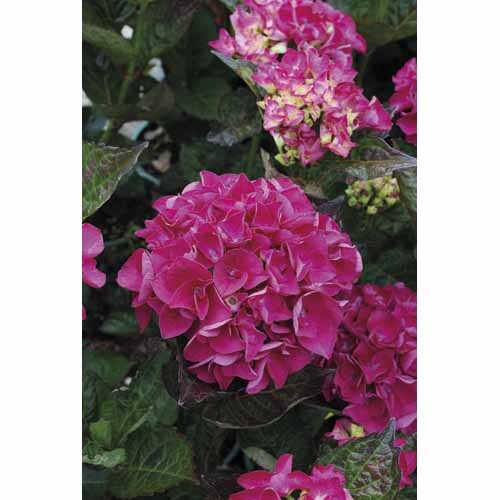Hydrangea Raspberry Crush