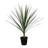 Cordyline australis