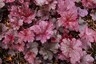 Heuchera Midnight Rose