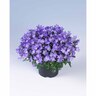 Spring Bell Campanula