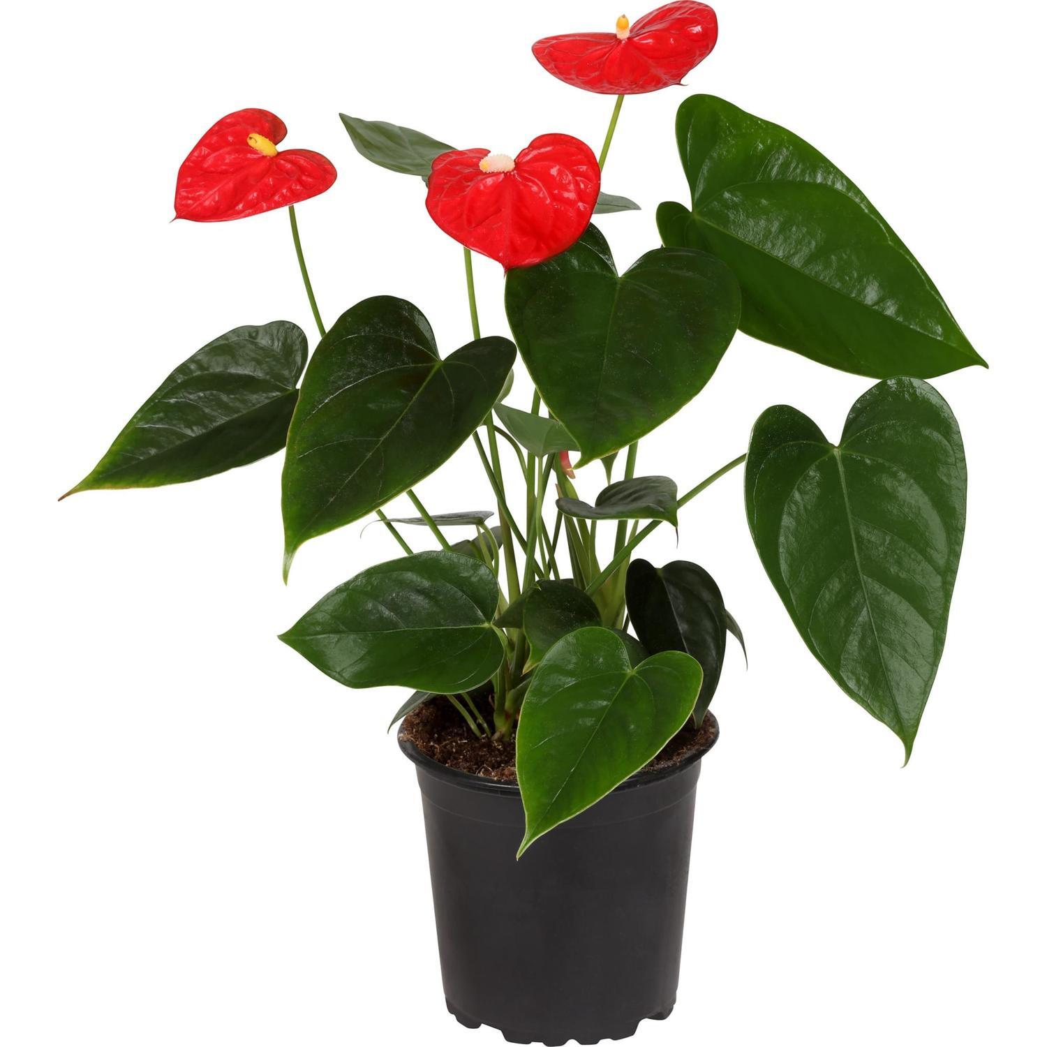Anthurium Melito 12cm
