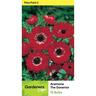 Anemone Single 'The Governor'