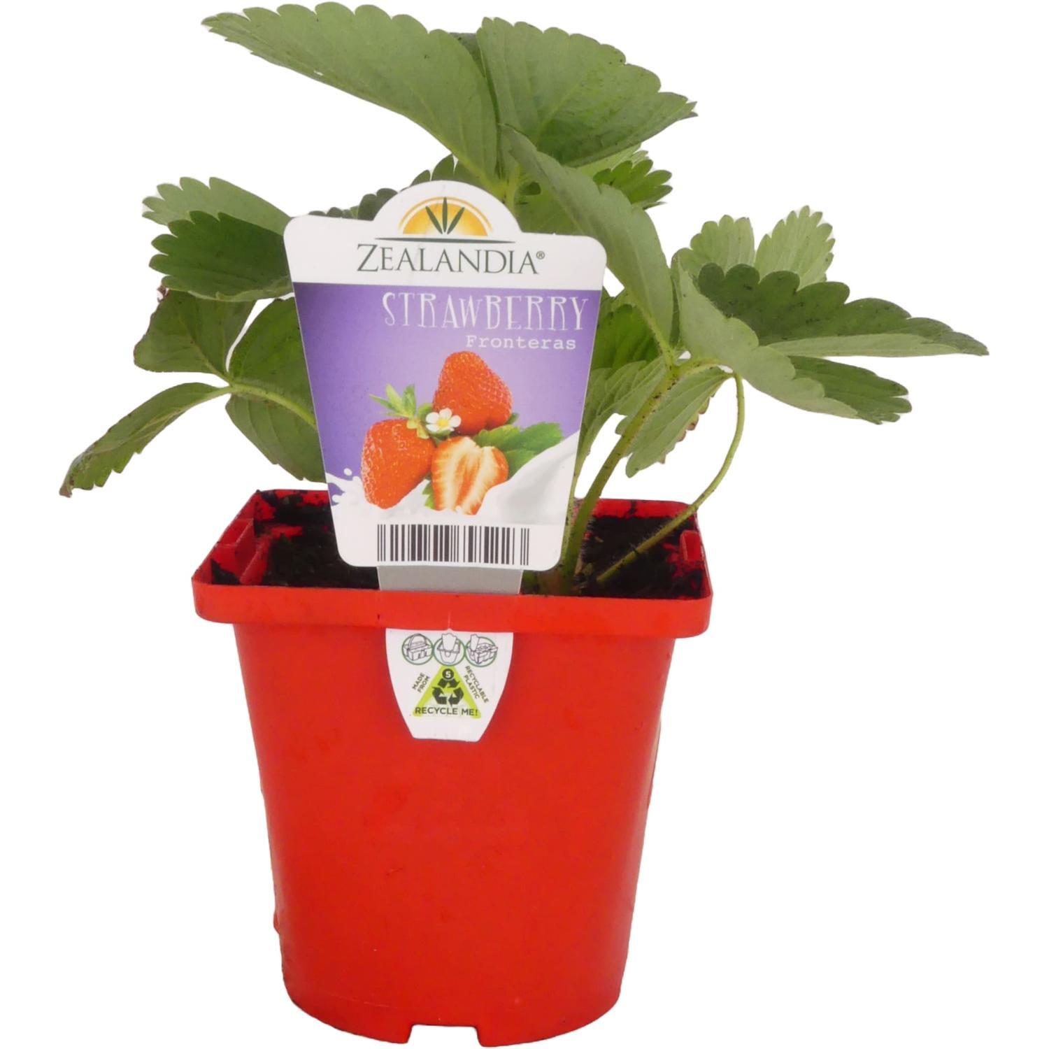 Strawberry Fronteras