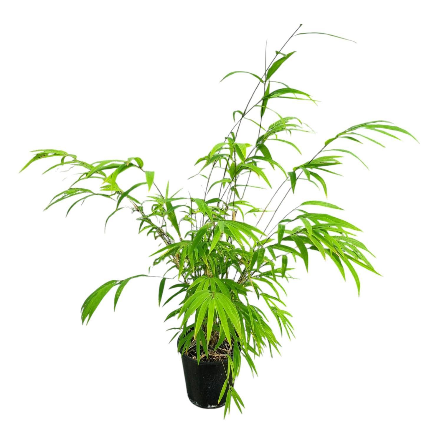 Bambusa Gracilis 'Bamboo'  3.3L