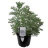 Artemisia Powis Castle 2.5 litre