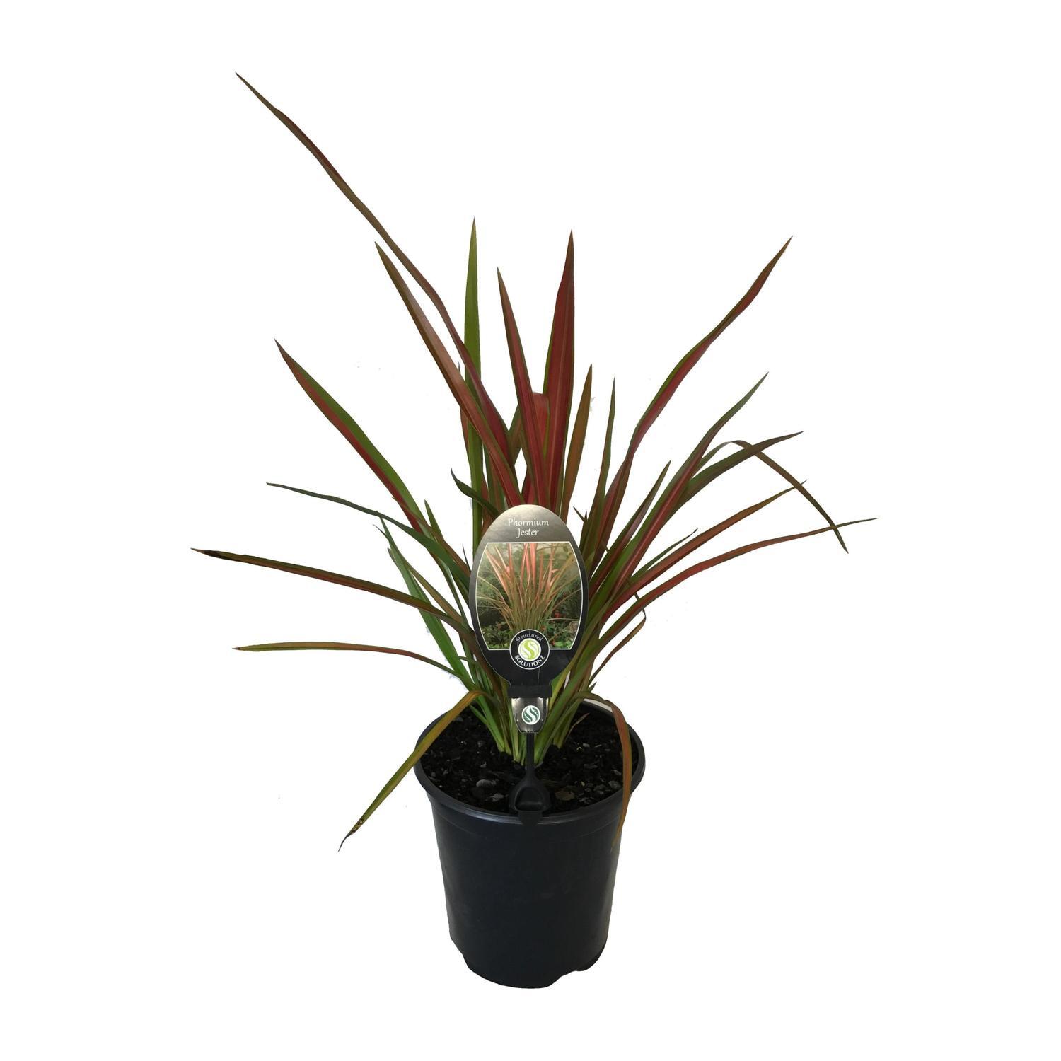 Phormum Jester