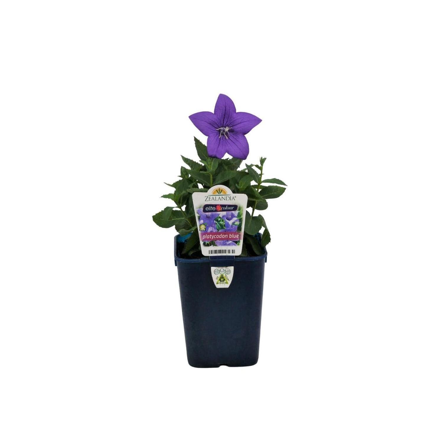 Platycodon Blue