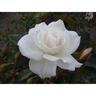 Rose White Iceberg 4.7 litre