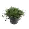 Muehlenbeckia Axillaris 2.4 litre