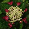 Hydrangea Red Start