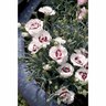 Dianthus  Coconut Sundae