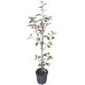 Hoheria Populnea Alba Variegata 4L