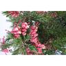 Grevillea Nancy Otzen