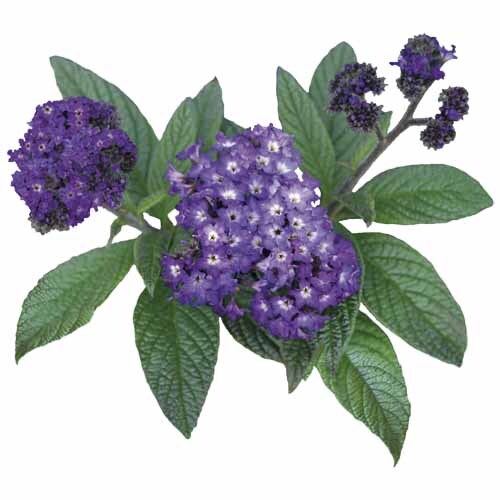 Heliotrope Royal Marine
