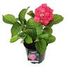 Hydrangea Masja