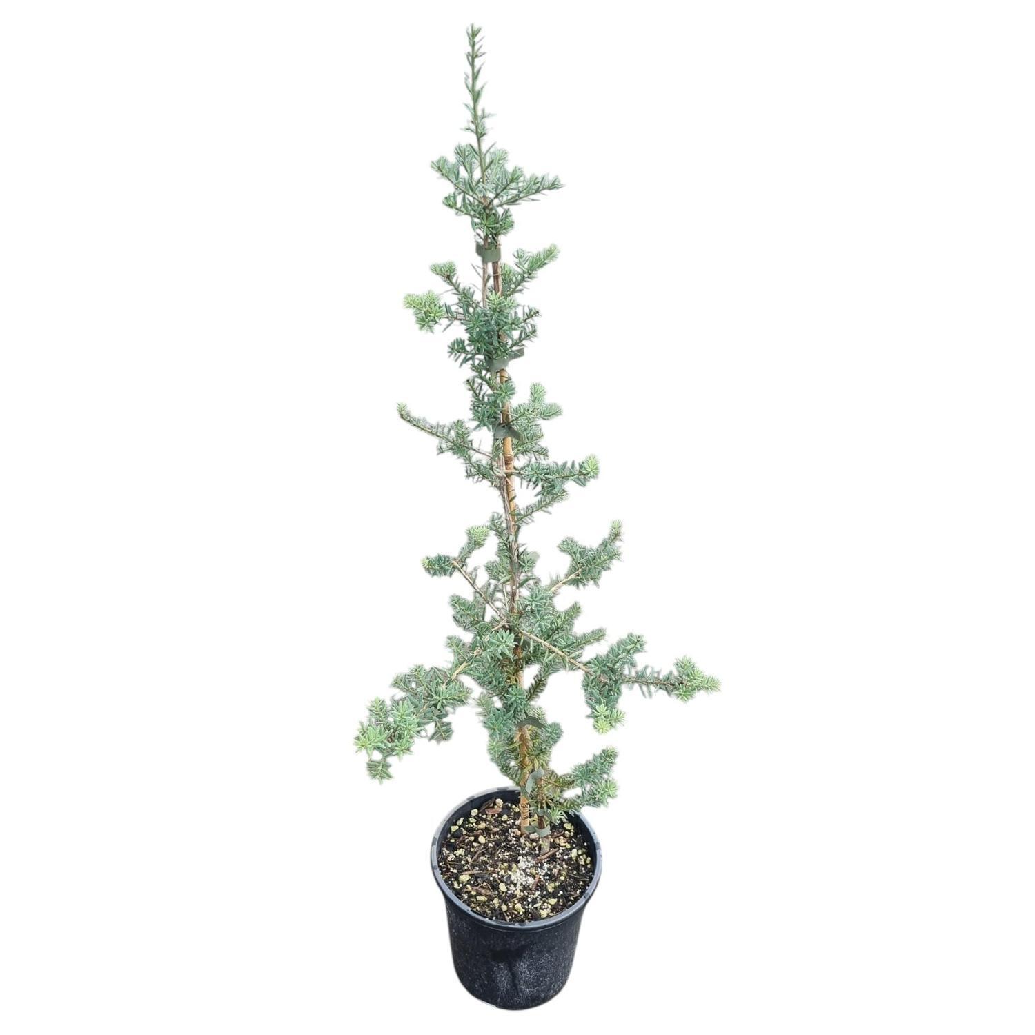 Podocarpus Matapoui Blue 'Blue Totara' 4L