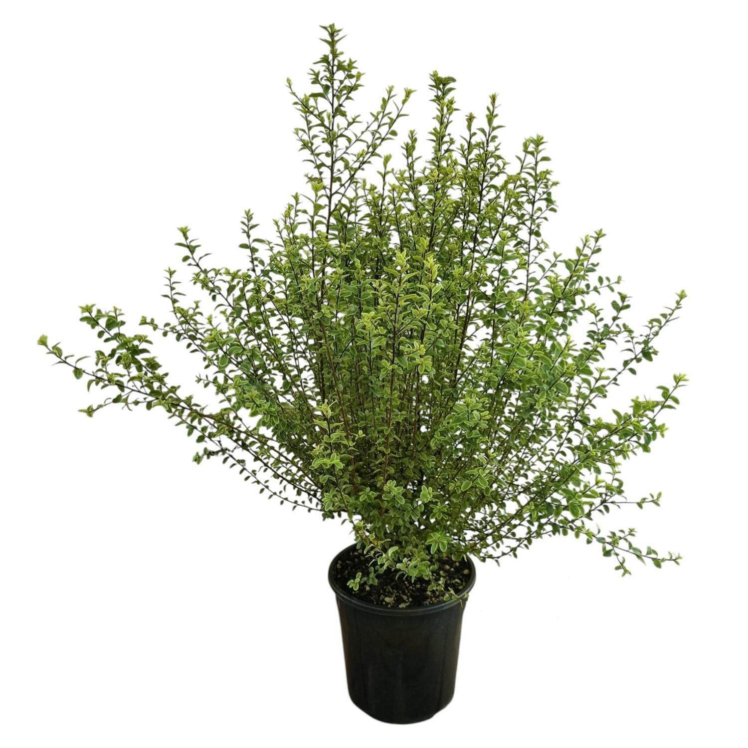 Pittosporum Mountain Jade 4L