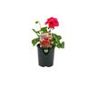 Geranium Calliope Red Splash