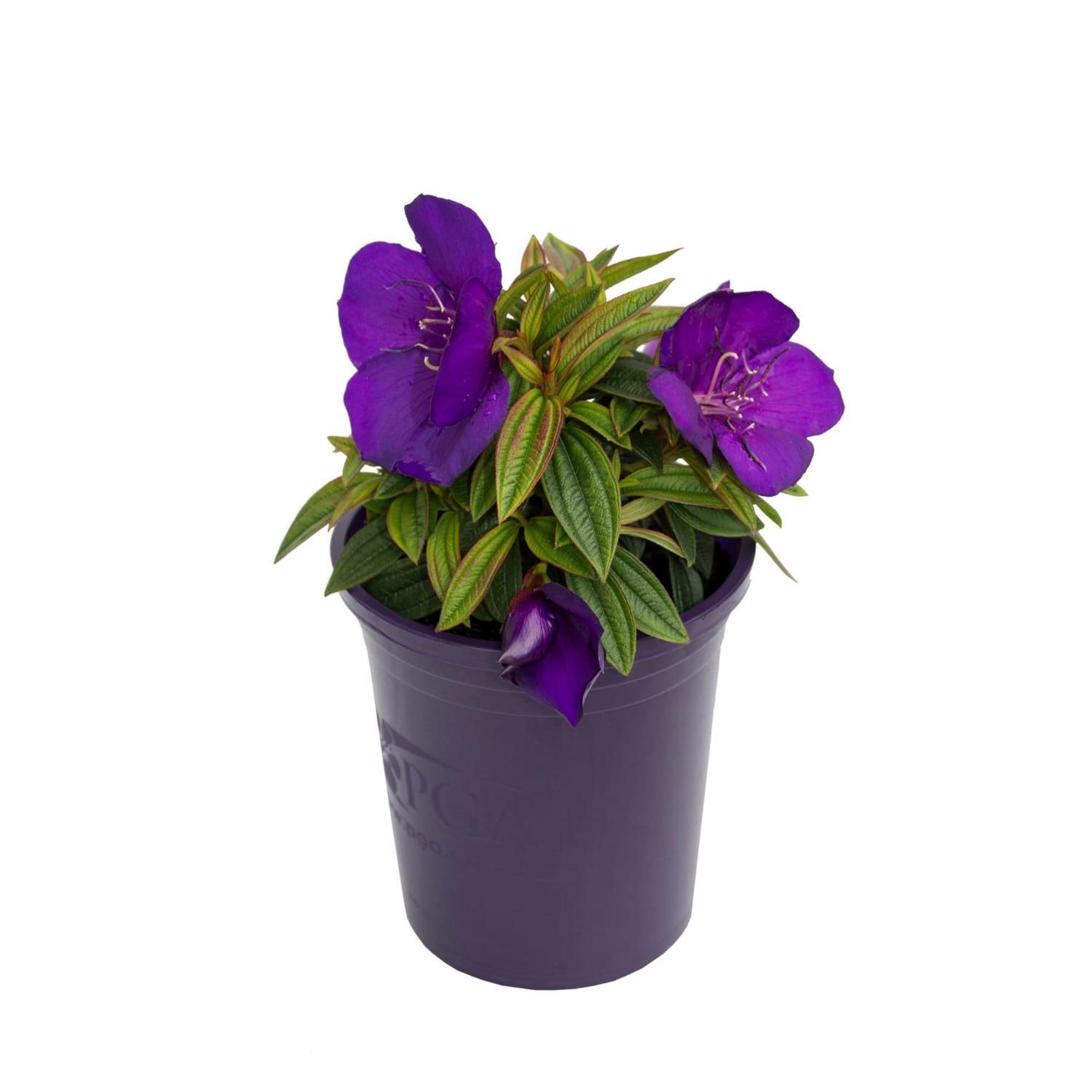 Tibouchina Groovy Baby