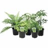 Foliage Selection.