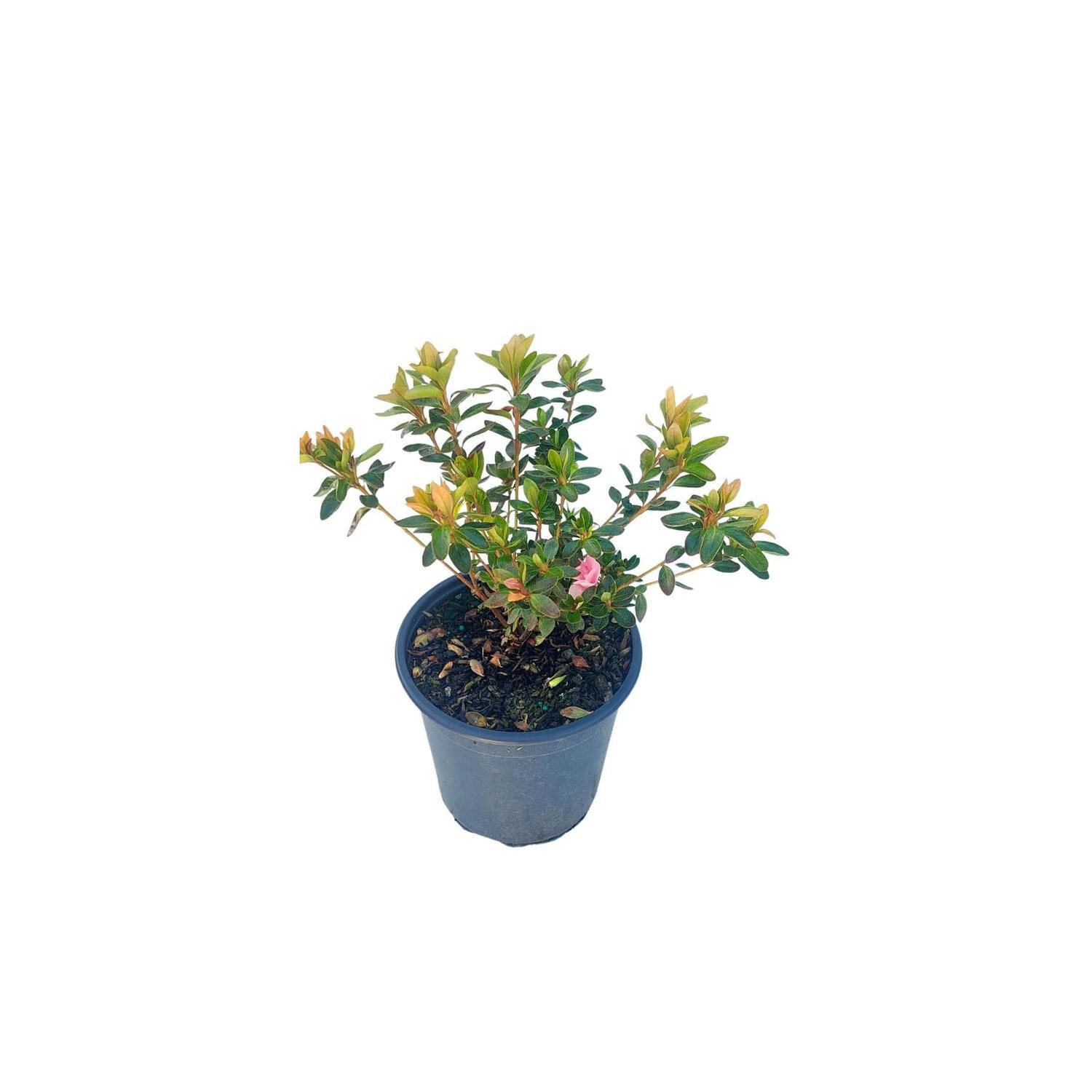 Azalea 'kirin'
