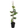 Grape Candice Seedless 3 litre