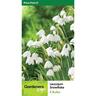 Daffodil Snowflakes Leucojum