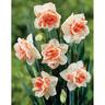 Daffodil Double Replete&nbsp; &nbsp;5 Pack