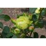 Rose Plant 6 Litre Green Pigment