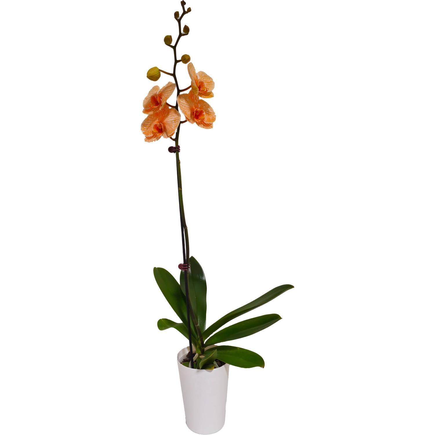 Watercolour Phalaenopsis Orchid Single 12cm Orange