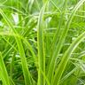 Carex Everlime
