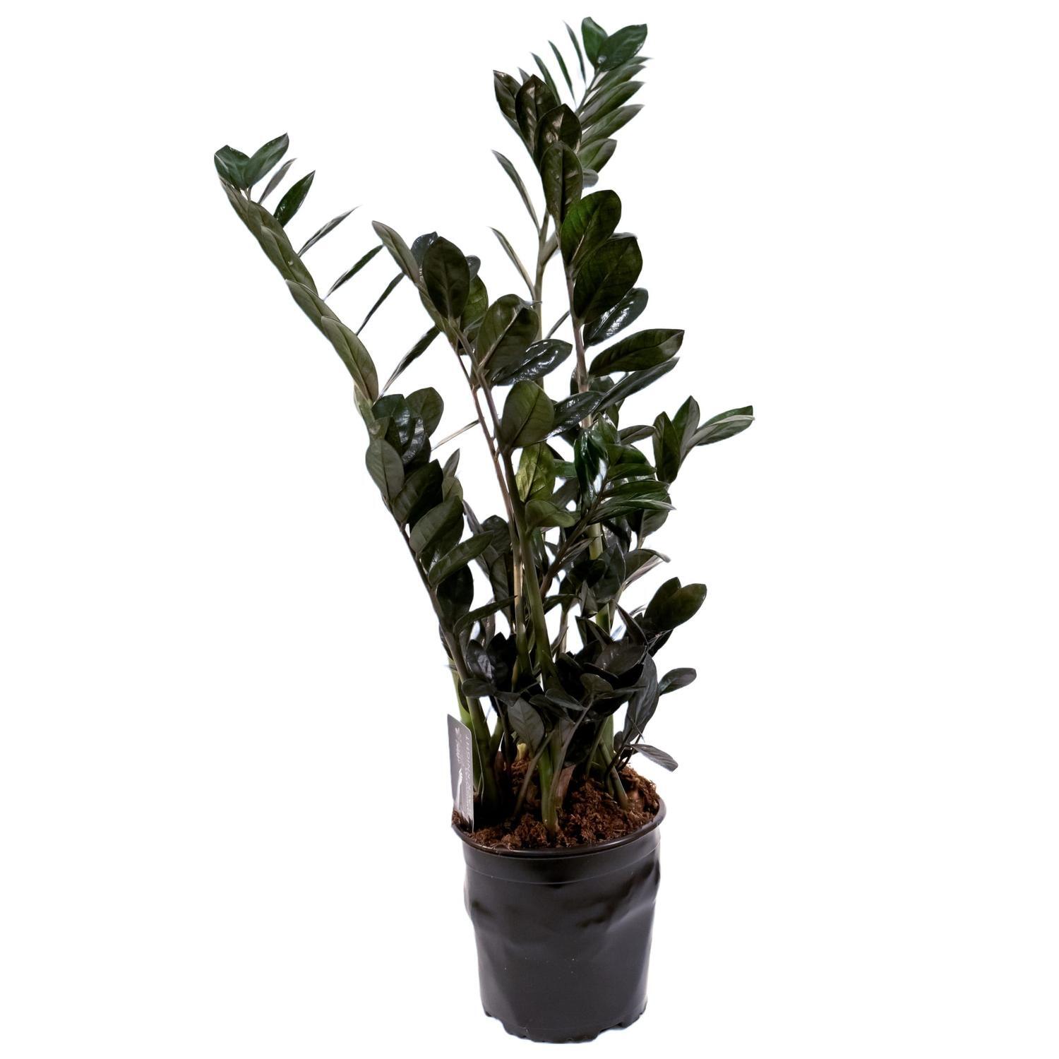Zamioculcas 'ZZ Plant' Black 23cm