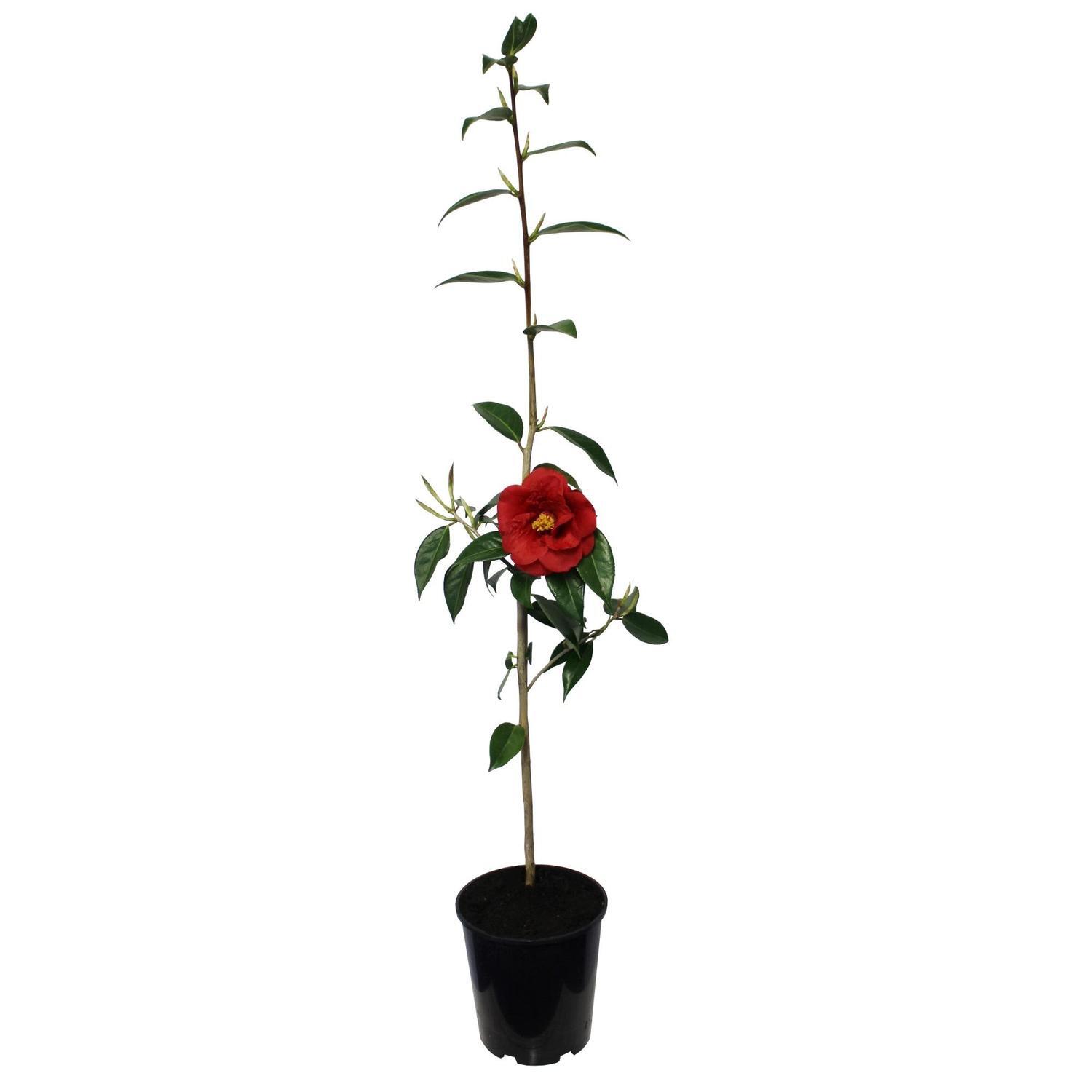 Camellia Hybrid 'Royal Velvet'