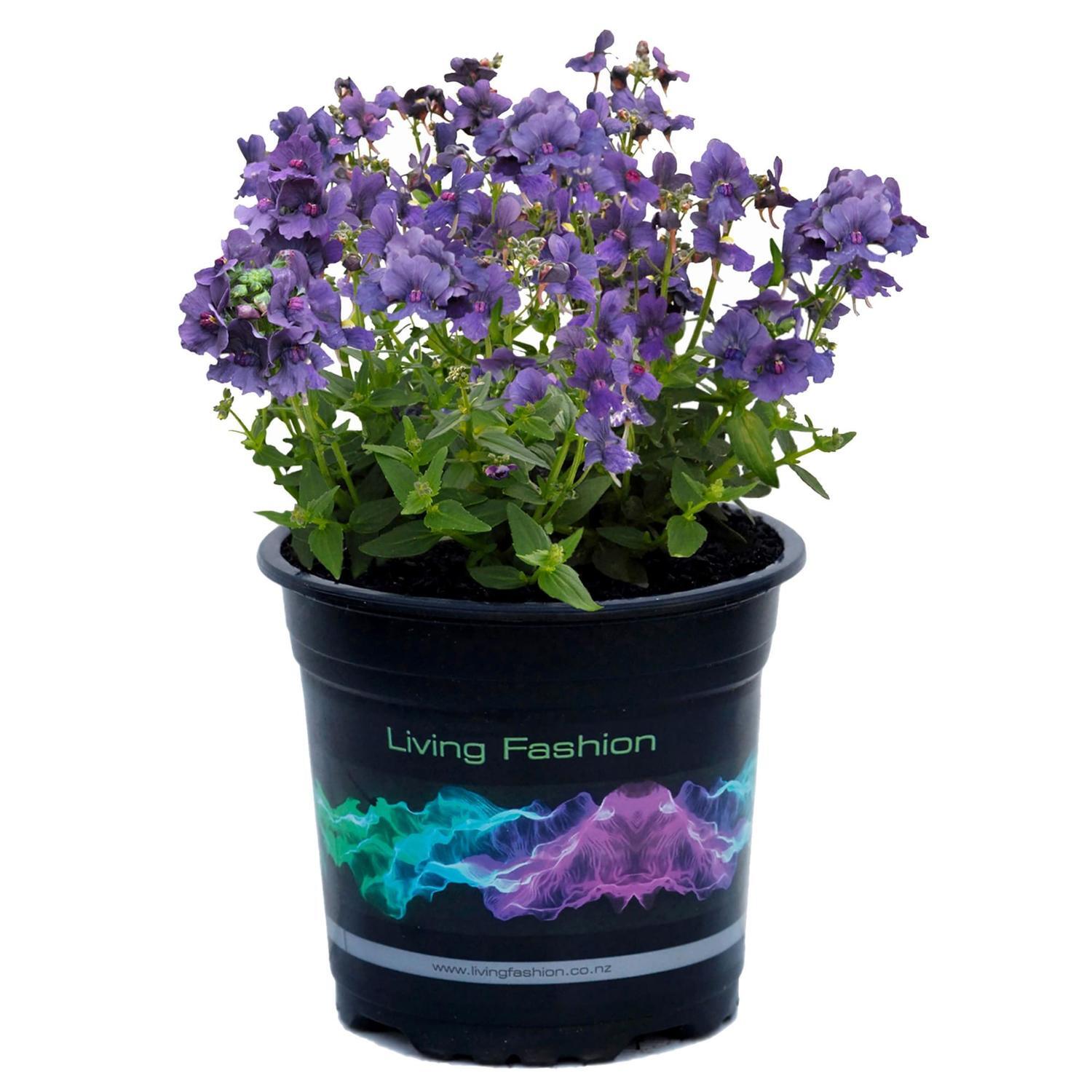 Nemesia Blueberry Ripple