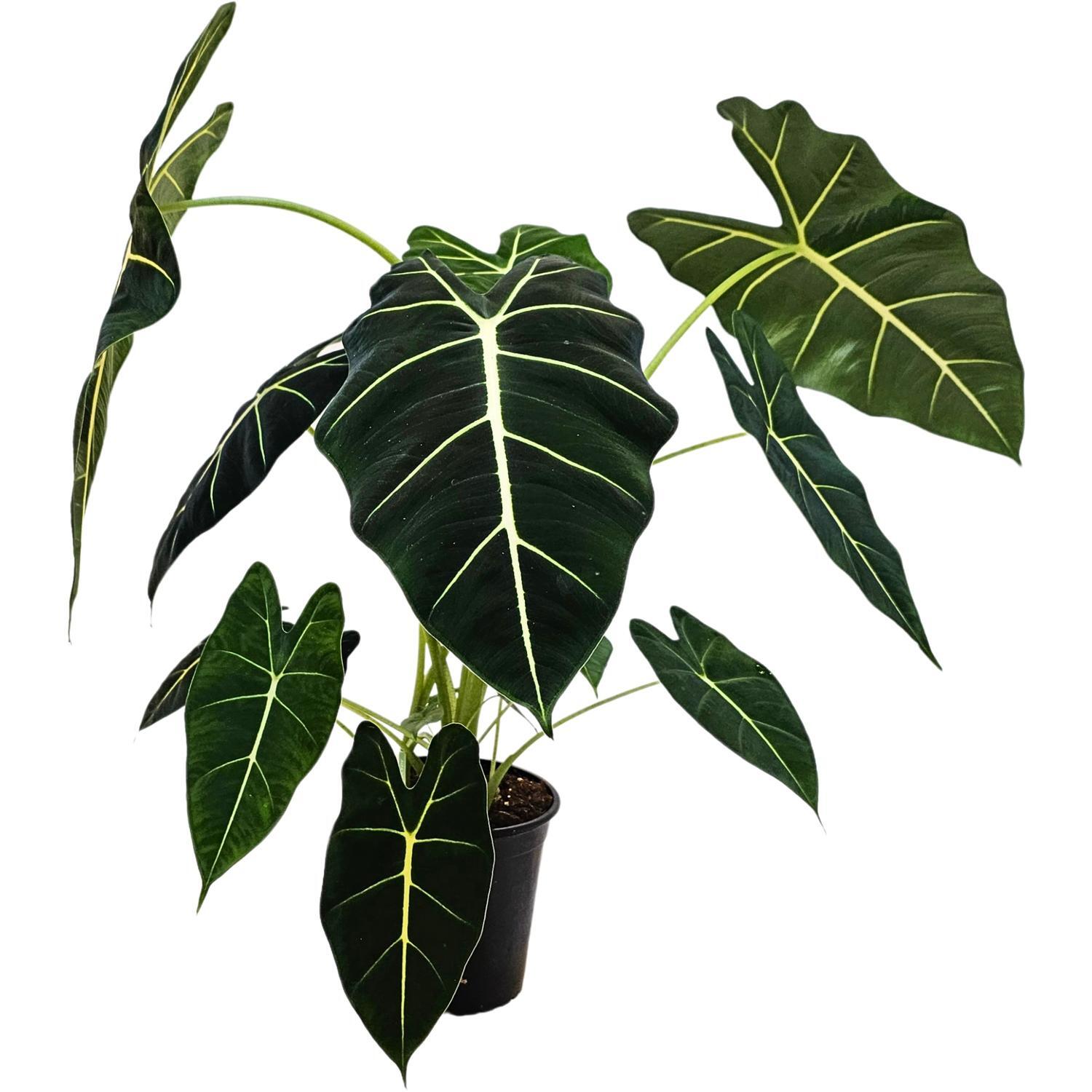 Alocasia Frydek 23cm
