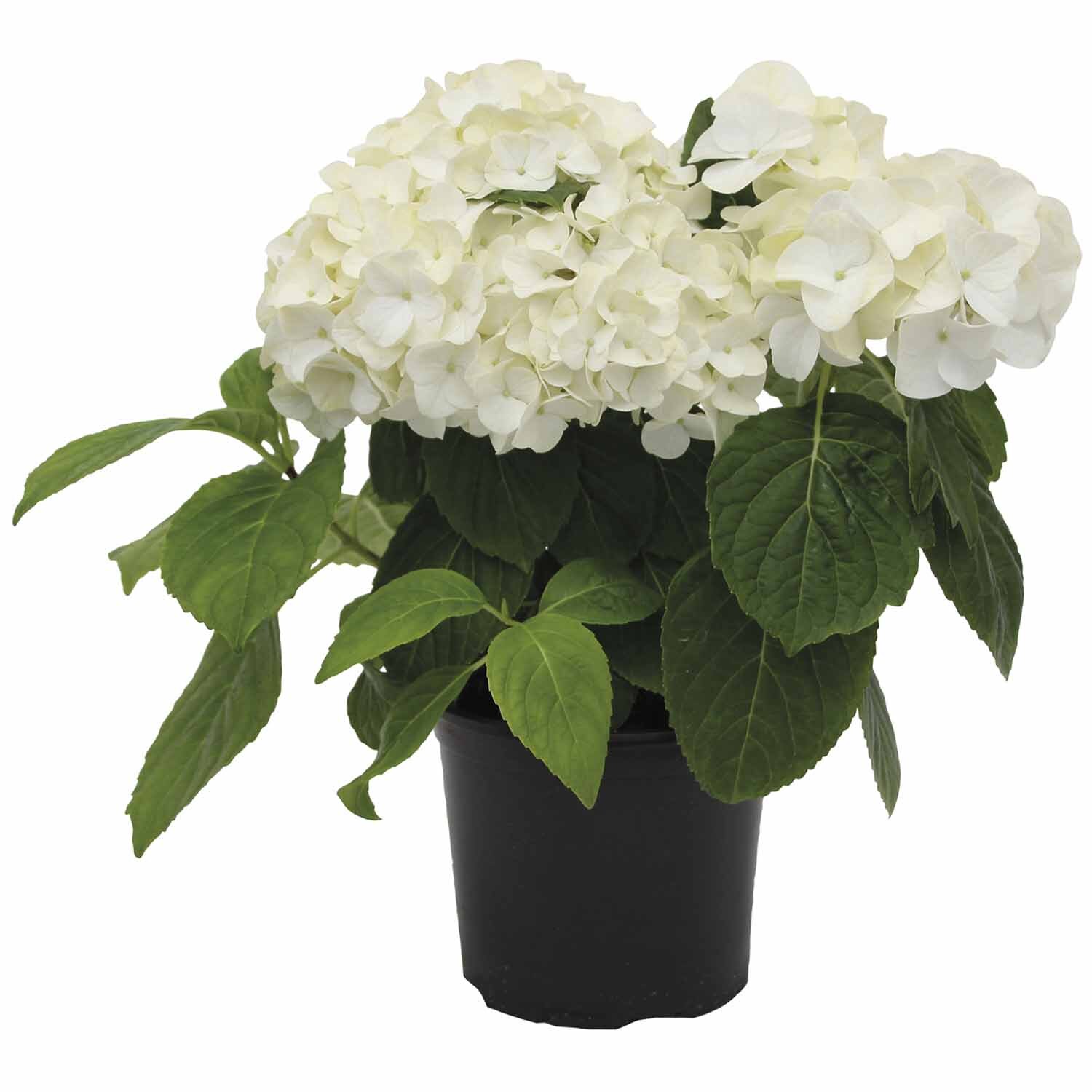Hydrangea