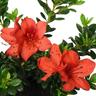 Azalea Mrs Kint Red 2.5L
